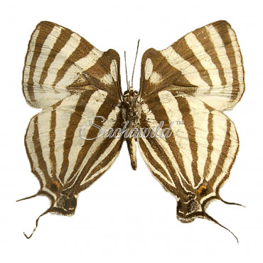 Laothus (thecla) Gibberosa (M)