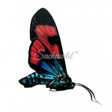 Arctiidae Spp 01 - Tigermoth (U)