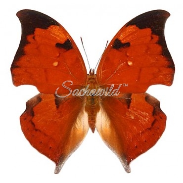 Anaea (Zaretis) Isidora