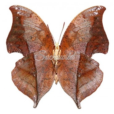 Anaea (Zaretis) Isidora