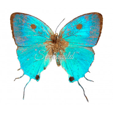 Paiwarria Telemus (M)