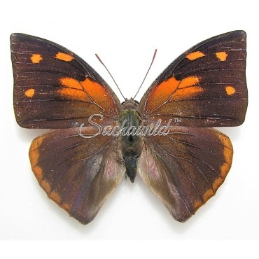 Anaea (Polygrapha) Xenocrates Xenocrates