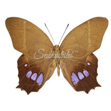 Antirrhea Philoctetes Avernus