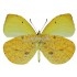 Eurema Reticulata