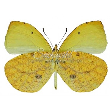 Eurema Reticulata