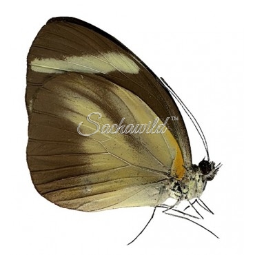 Itaballia Demophile Demophile