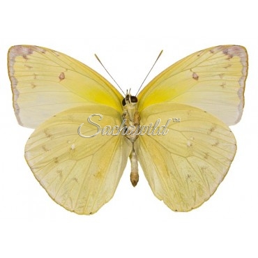 Phoebis (Aphrissa) Statira