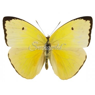 Phoebis (Aphrissa) Statira