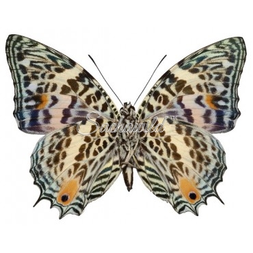 Baeotus Deucalion (M)