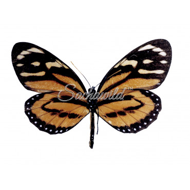 Lycorea Halia Pales (F)