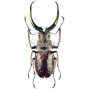 Sphaenognathus Giganteus