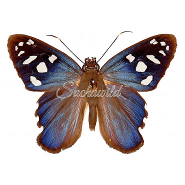 Phareas Coeleste Westwood (F)