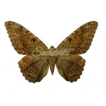 Ascalapha Odorata