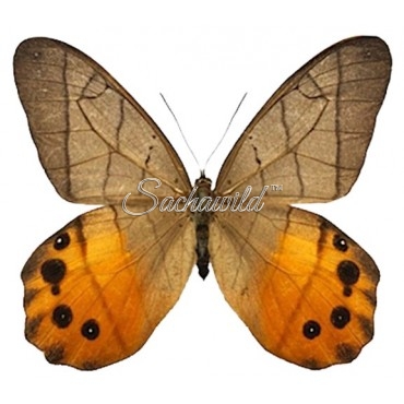 Pierella Hyceta Hyceta