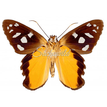 Phareas Coeleste Westwood (F)