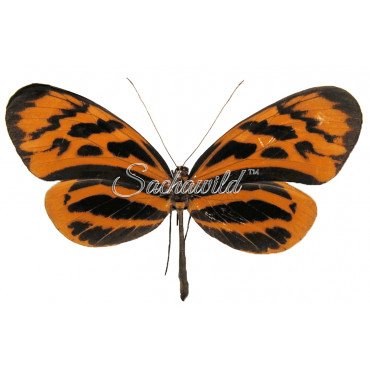 Melinaea Marsaeus Phasianas (F)