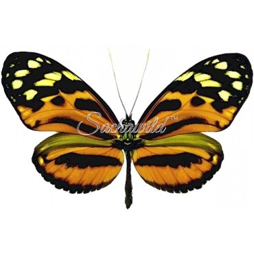 Heliconius Hecale Shanki