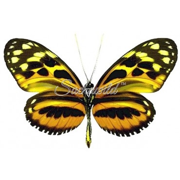 Heliconius Hecale Shanki