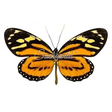 Lycorea Halia Pales (M)