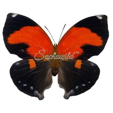 Siderone Galanthis Galanthis (Marthesia)