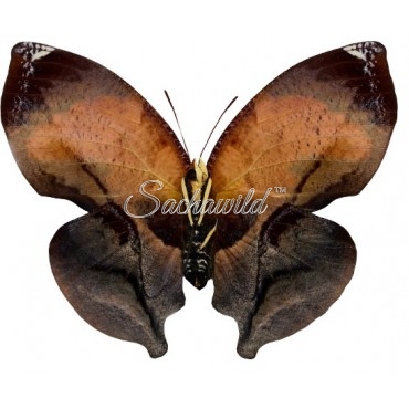 Siderone Galanthis Galanthis (Marthesia)