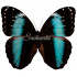 Morpho Achilles (F)