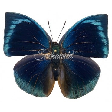 Anaea (Memphis) Polyxo