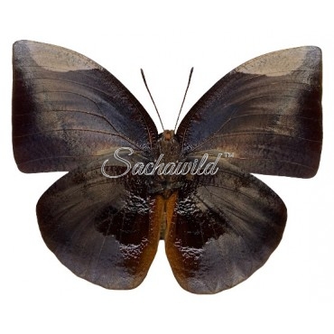 Anaea (Memphis) Polyxo