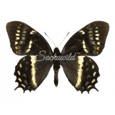 Papilio Cacicus Mendozaensis