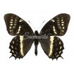 Papilio Cacicus Mendozaensis (M)