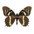 Papilio Cacicus Mendozaensis