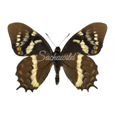Papilio Cacicus Mendozaensis