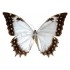 Morpho Theseus Juturna