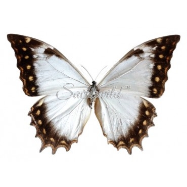 Morpho Theseus Juturna