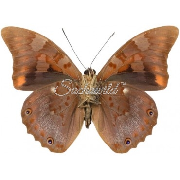 Prepona Praeneste Abrupta