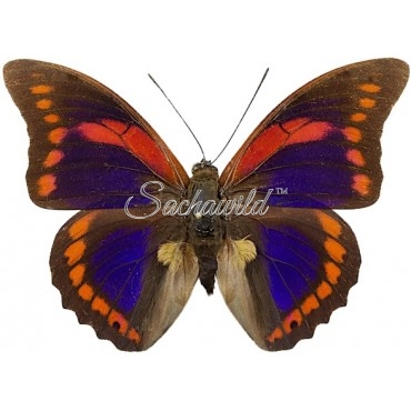 Prepona Praeneste Abrupta