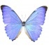 Morpho Aurora