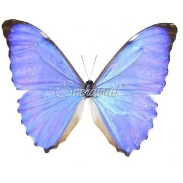 Morpho Aurora