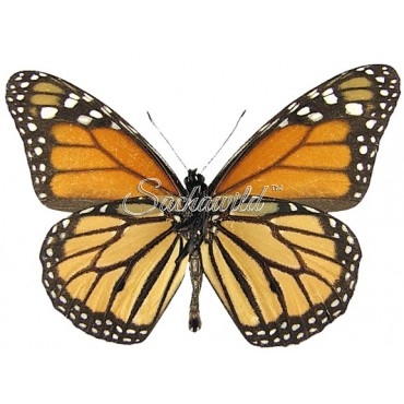 Danaus Plexippus Nigrippus