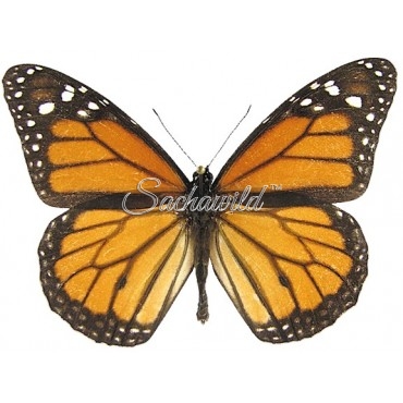 Danaus Plexippus Nigrippus