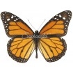Danaus Plexippus Nigrippus (Mixed)