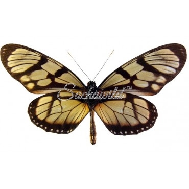 Ituna Ilione Phenarete