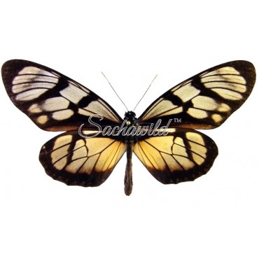 Ituna Ilione Phenarete