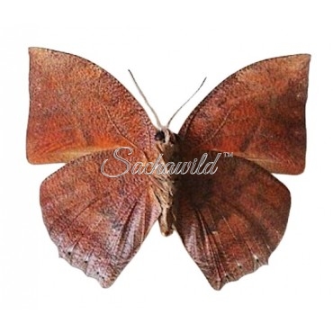 Anaea (Fountainea) Ryphea Ryphea (M)