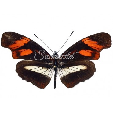 Podotricha Telesiphe