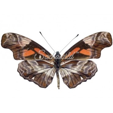 Podotricha Telesiphe