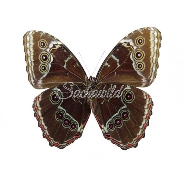 Morpho Helenor Peleides