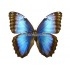 Morpho Helenor Peleides