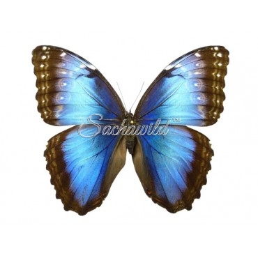 Morpho Helenor Peleides