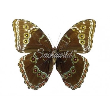 Morpho Helenor Peleides